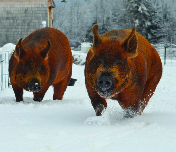 Do Pigs Get Cold? How to Overwinter Your Pigs Grit